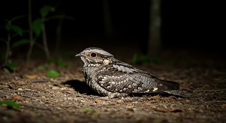 Obraz premium Nocturnal bird camouflaged on forest floor with brown feathers and red eyes