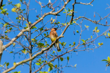 Cedar Waxwing (Bombycilla cedrorum) on the branch tree