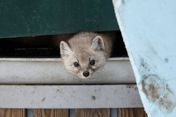 American Pine Marten Martes americana in Dumpster at Algonquin Park Ontario