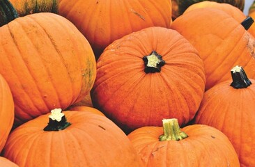 pumpkins on the ground