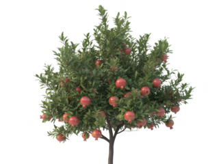 Lush apple tree laden with ripe red fruit against a dark backdrop