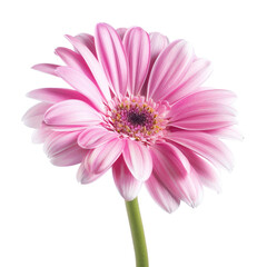 Obraz premium Close-up of a pink gerbera daisy