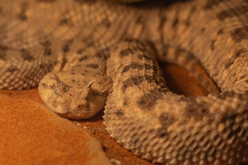 Horned viper kept in a terrarium.
