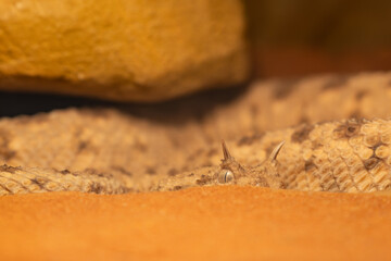 Horned viper kept in a terrarium.
