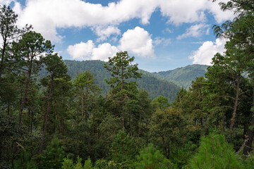 Bosque de la Sierra de Oaxaca
