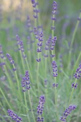 close up of lavender