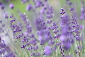lavender field provence france