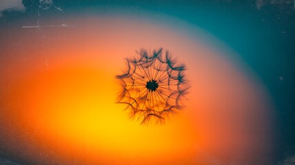 Close-up Silhouette of a Dandelion Seed Head with a Warm Orange and Teal Gradient Background macro