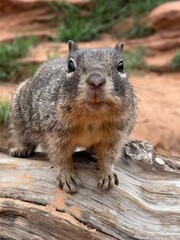 chipmunk on the rock
