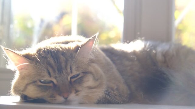 Close-up portrait of cute tabby cat, lounging. Soft morning light, easy fresh breeze, enjoying sun beam. Relaxing on the balcony floor and looking window. funny pets. Calmness, tranquil ambiance