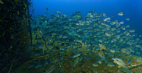 School of fish - Underwater photography at the united states military shipwreck HTMS Prab Wreck. From a scuba dive in Thailand.