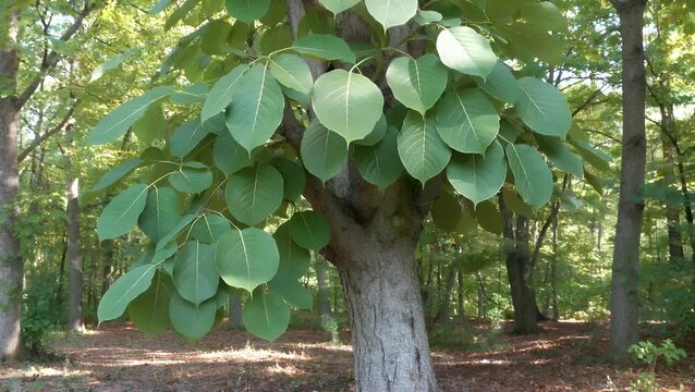 Lush vibrant green foliage from Horse Chestnut tree captured within dense forest environment, highlighting the fresh growth of nature&nbsp;
