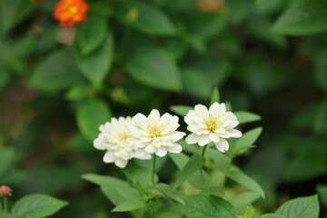 white and yellow flowers