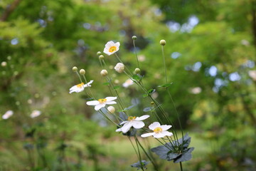 field of daisies