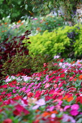 pink flower bed