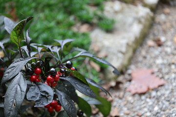 red berries on a tree