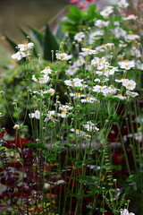 flowers in the garden