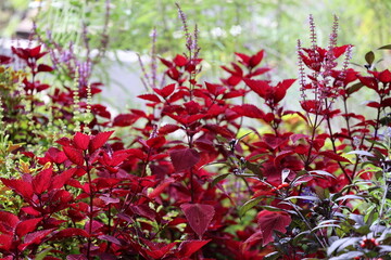 red flowers in the garden