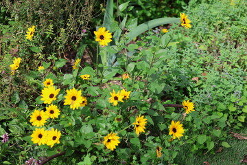 yellow flowers in the grass