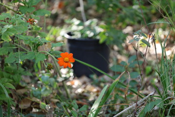 butterfly on a flower