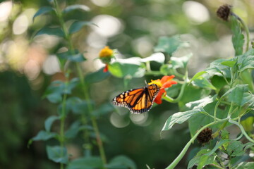 butterfly on flower