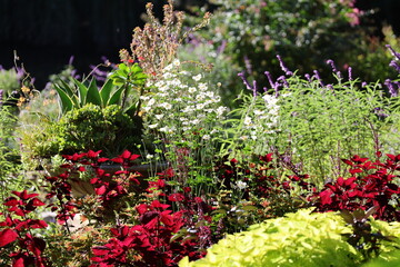 flowers in the garden