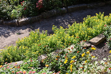 flowers in the garden