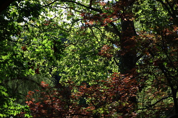 forest