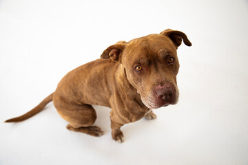 pitbull tierno cachorro
