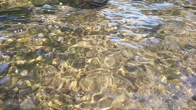 fish in the water