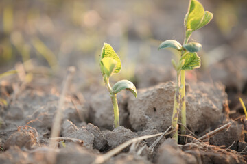 Peanut Seedling Sprouting from Soil - Young Plant Growth in Agriculture