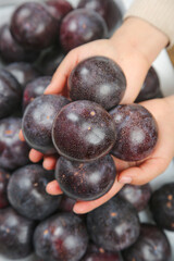 Fresh Dark Purple Plums in Hands - Ripe Seasonal Stone Fruit Harvest