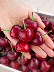 Fresh Red Cherries in Hand - Ripe Summer Fruit Harvest from Wooden Crate