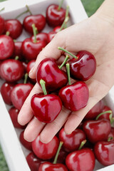 Fresh Large Red Cherries from Shandong China in Hand Display Agricultural Produce