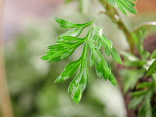 Fresh Green Mugwort Leaves Ready for Picking - Herbal Plant Close-up with Natural Lighting