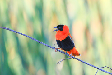 Red Bishop on the Branch