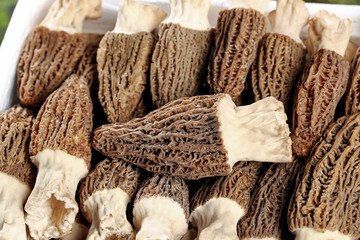 Fresh Morel Mushrooms with Honeycomb Caps and White Stalks - Premium Culinary Ingredients