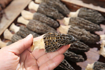 Fresh Morel Mushroom from Yunnan China - Traditional Alpine Dried Mushrooms Food Ingredient