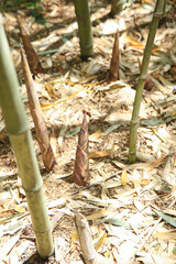Fresh Bamboo Shoots Growing in Natural Spring Environment with Forest Floor