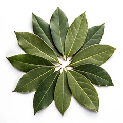 Overhead shot of fresh bay leaves arranged in a circle, showcasing their vibrant green color and natural texture, isolated on white background