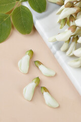White Acacia Flower Petals and Green Leaves on Pink Background - Fresh Botanical Nature Composition