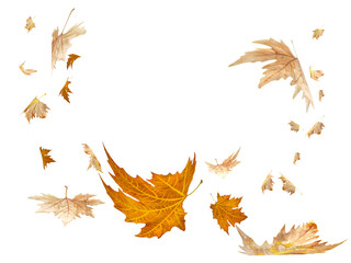 leaf leaves autumn falling - 3d rendering