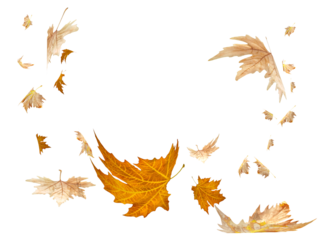 leaf leaves autumn falling - 3d rendering