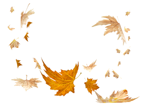 leaf leaves autumn falling - 3d rendering