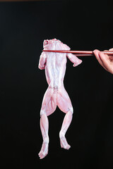 Obraz premium Fresh Whole Bullfrogs with Chopsticks for Asian Cooking on Black Background