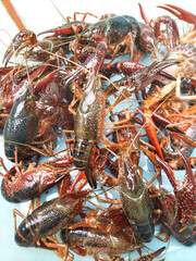 Fresh Live Crayfish Crawfish in Container Ready for Cooking and Culinary Preparation