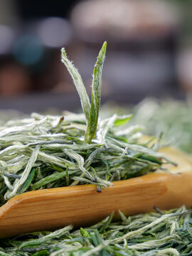 Fresh Green Tea Shoots Mao Jian Leaves in Wooden Bowl Ready for Processing