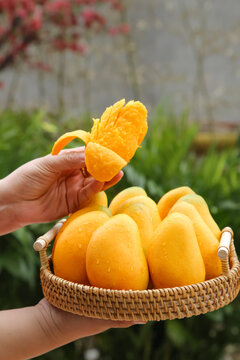Fresh Taiwanese Hainan Mangoes in Basket - Hand Holding Ripe Mango Slice in Garden Setting