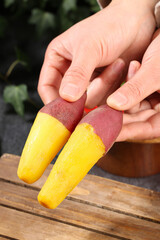 Fresh Sweet Potatoes with Yellow Flesh and Purple Skin Held in Hands - Healthy Vegetable Food Photography