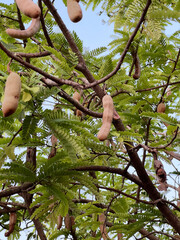 close up of a bunch of ripe tamarind in garden.